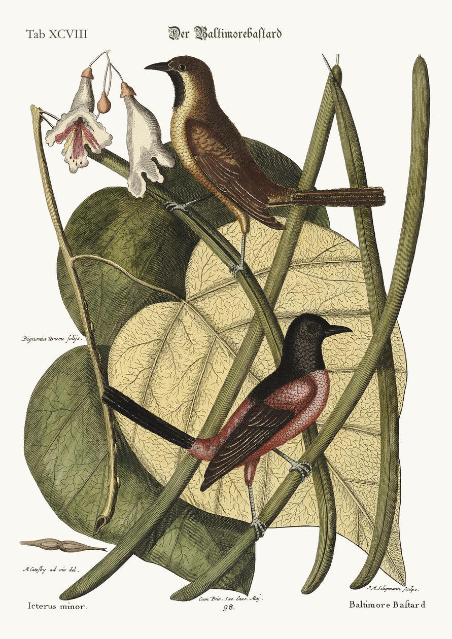 The Bastard Baltimore by Mark Catesby