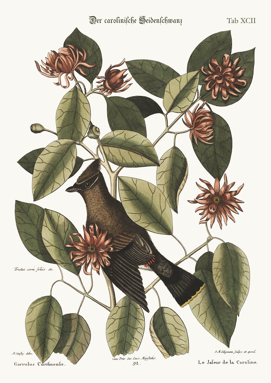 The Chatterer, 1749-73 by Mark Catesby
