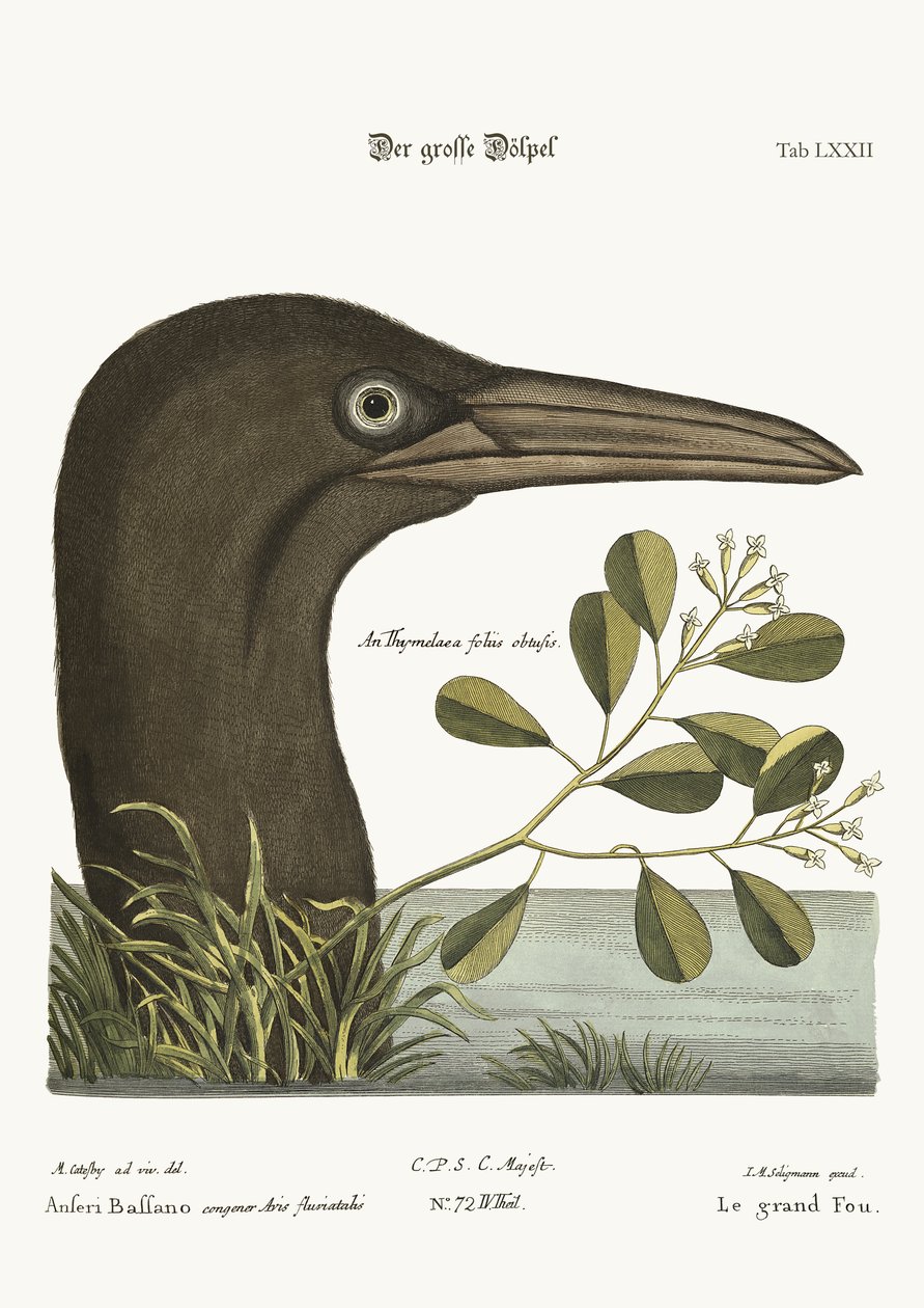 The Great Booby by Mark Catesby
