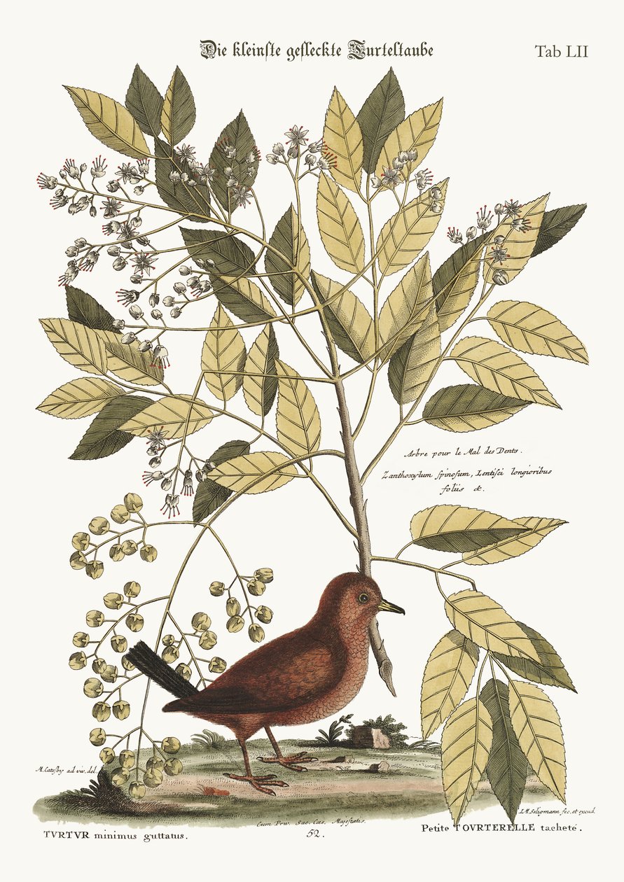 The Ground Dove by Mark Catesby