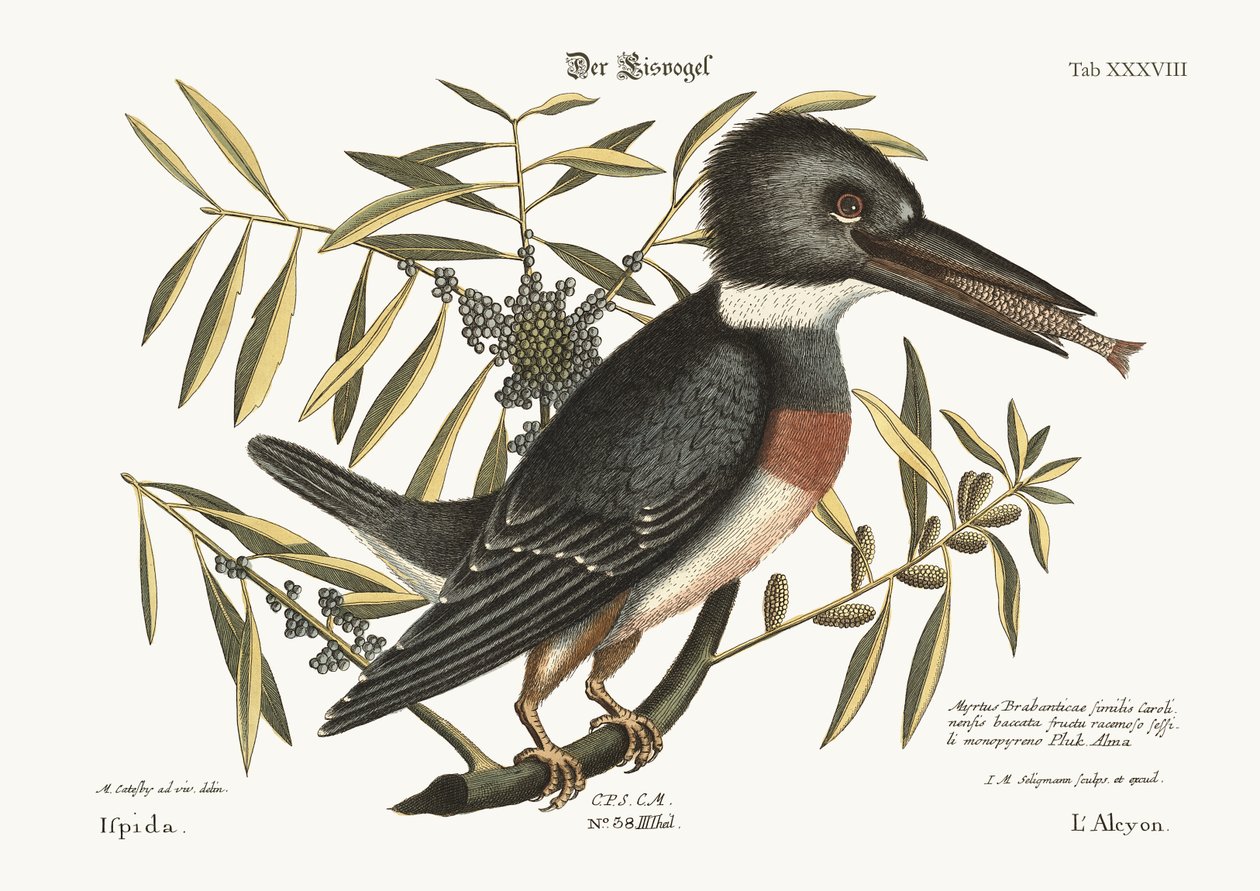 The Kingfisher by Mark Catesby