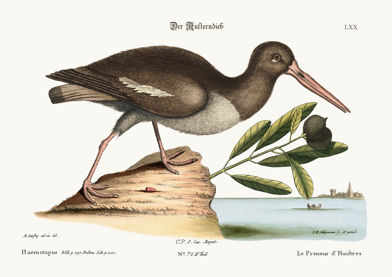 The Oyster Catcher by Mark Catesby