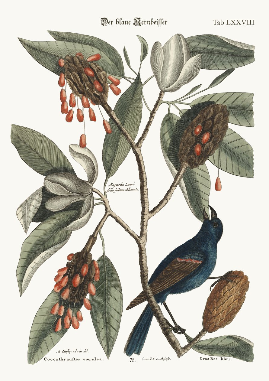 The Blue Gross-beak by Mark Catesby