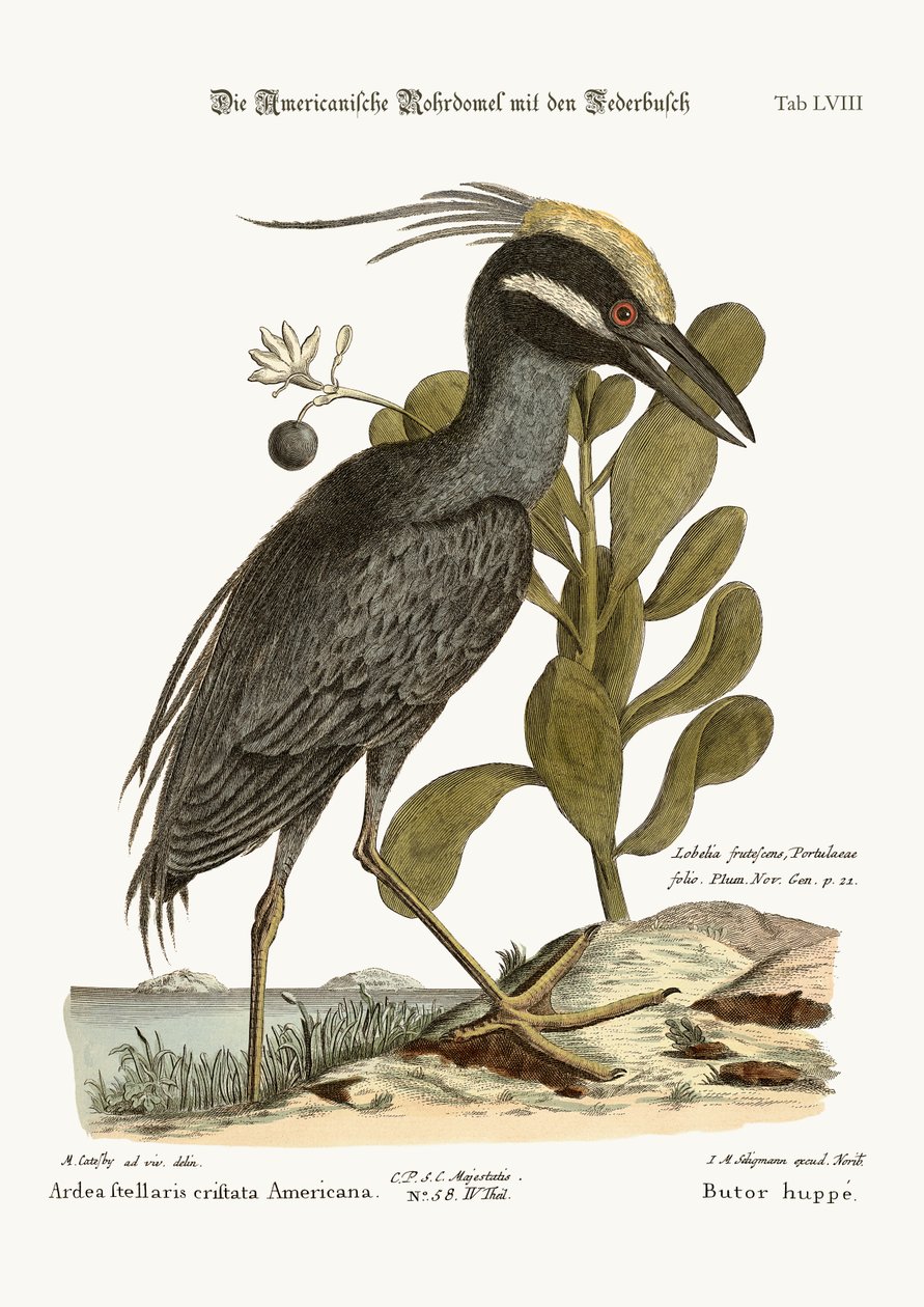 The crested Bittern by Mark Catesby