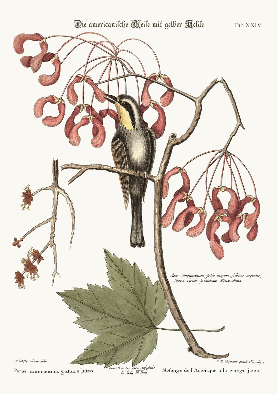 The yellow-throated Creeper, 1749-73 by Mark Catesby