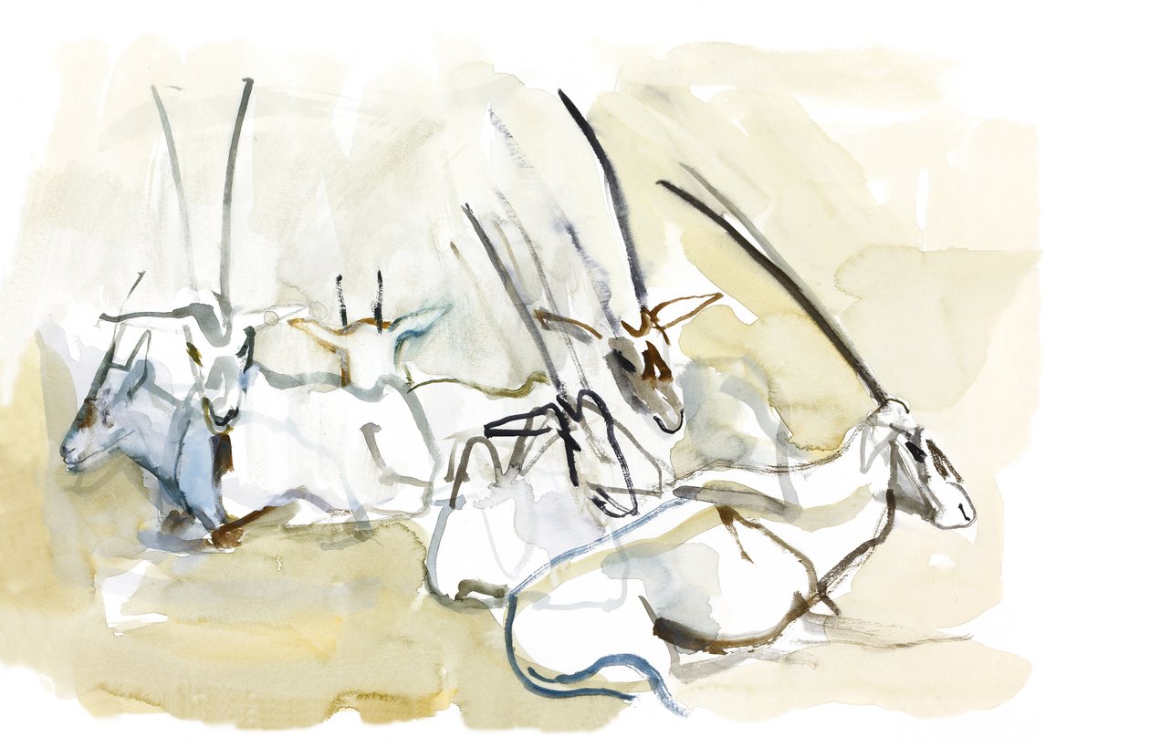 Arabian Oryx, 2010 by Mark Adlington