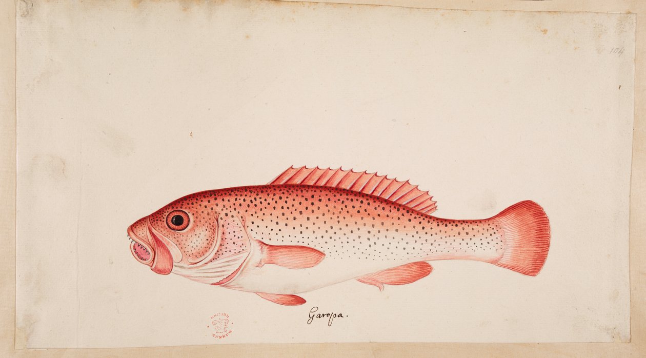 A fish. by Mark Catesby