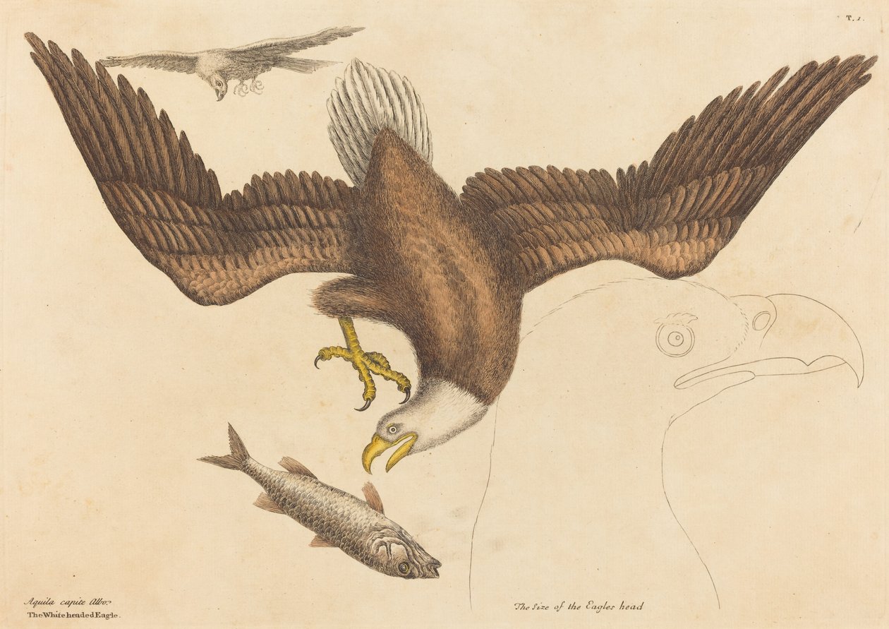 The Bald Eagle by Mark Catesby
