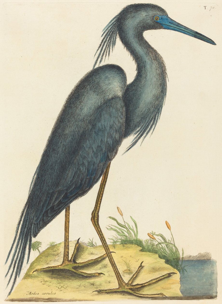 The Blue Heron Ardea Coerulea by Mark Catesby