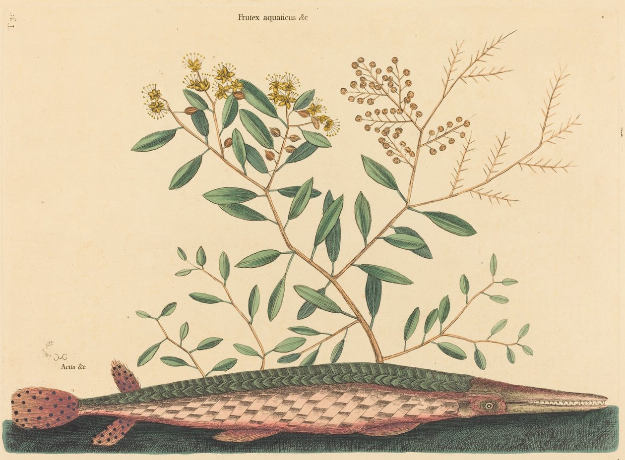 The Green Gar Fish by Mark Catesby