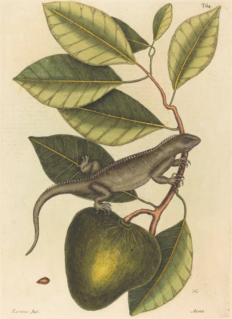 The Guana (Lacerta Iguana) by Mark Catesby