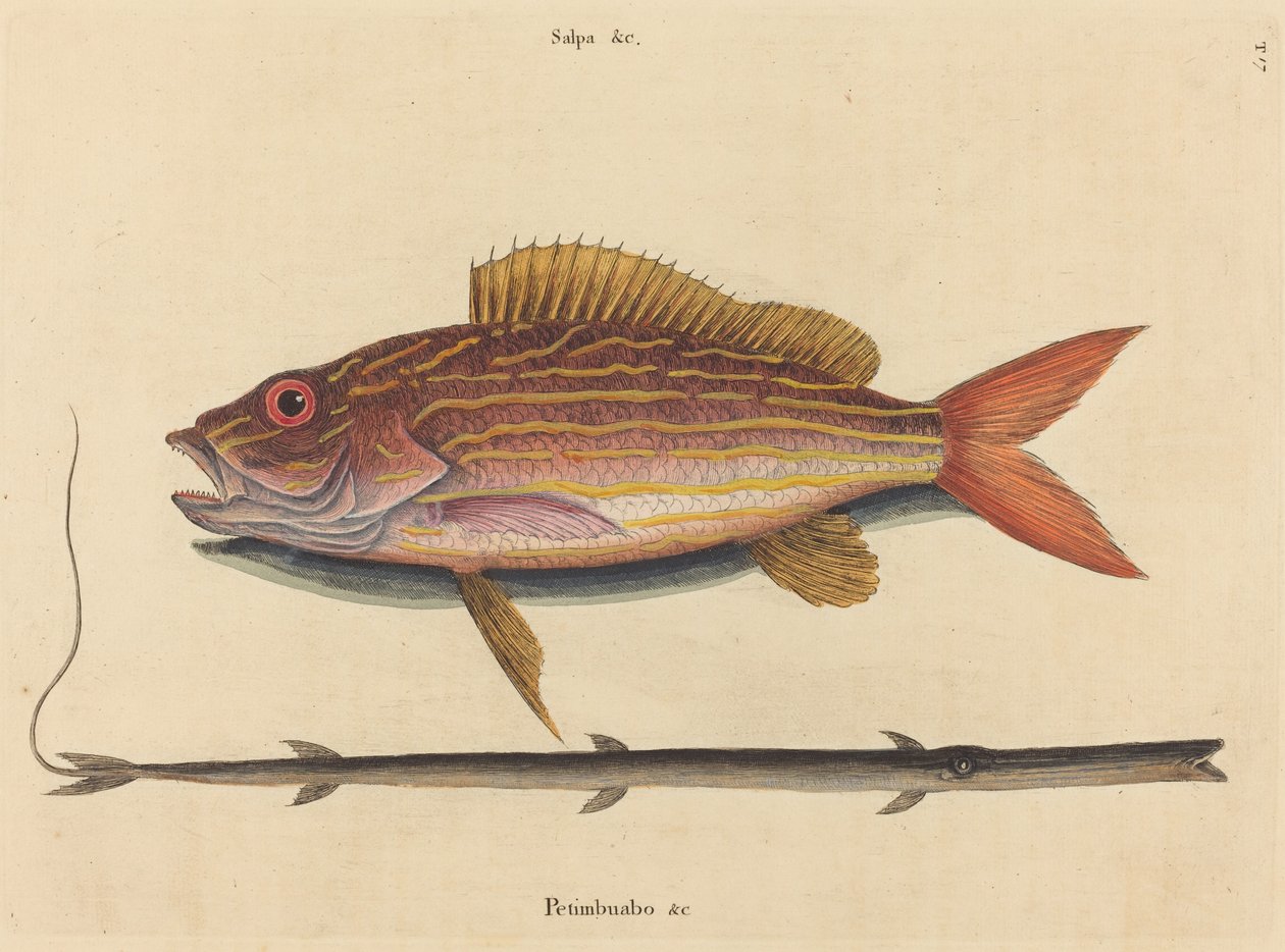 The Lane-snapper by Mark Catesby
