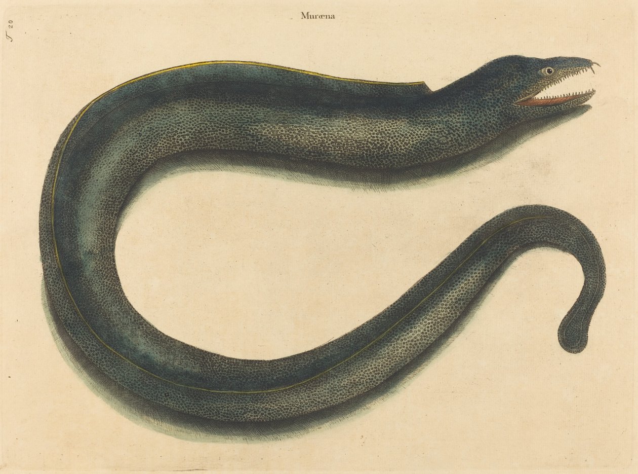 The Muray Muraena helena by Mark Catesby