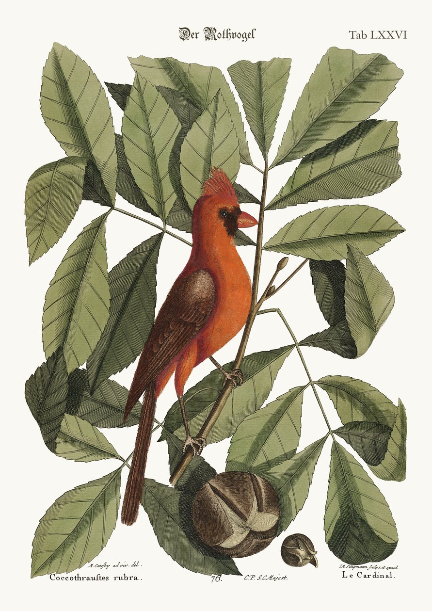 The Red Bird by Mark Catesby