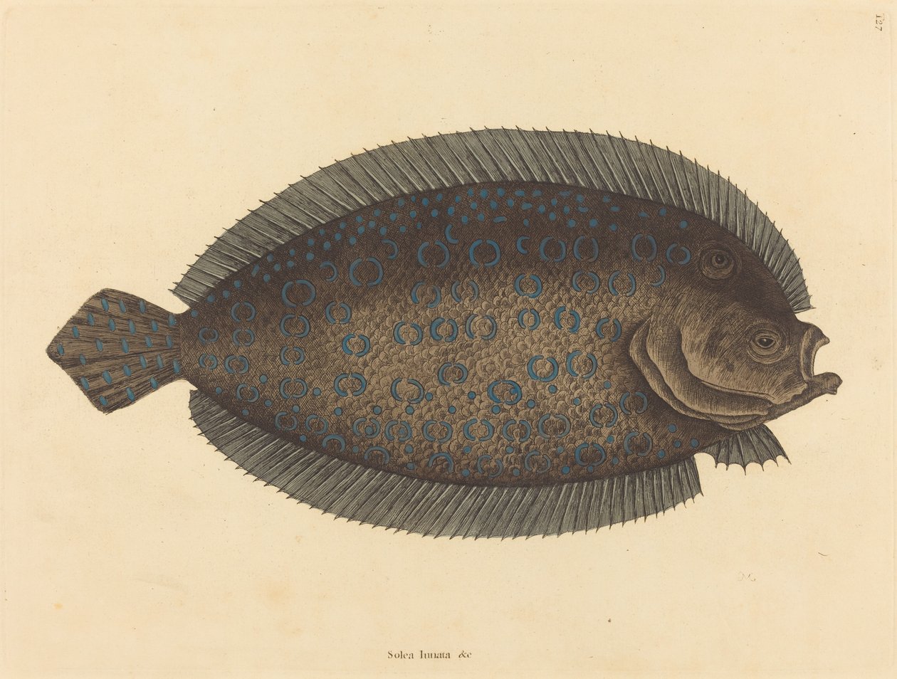 The Sole by Mark Catesby