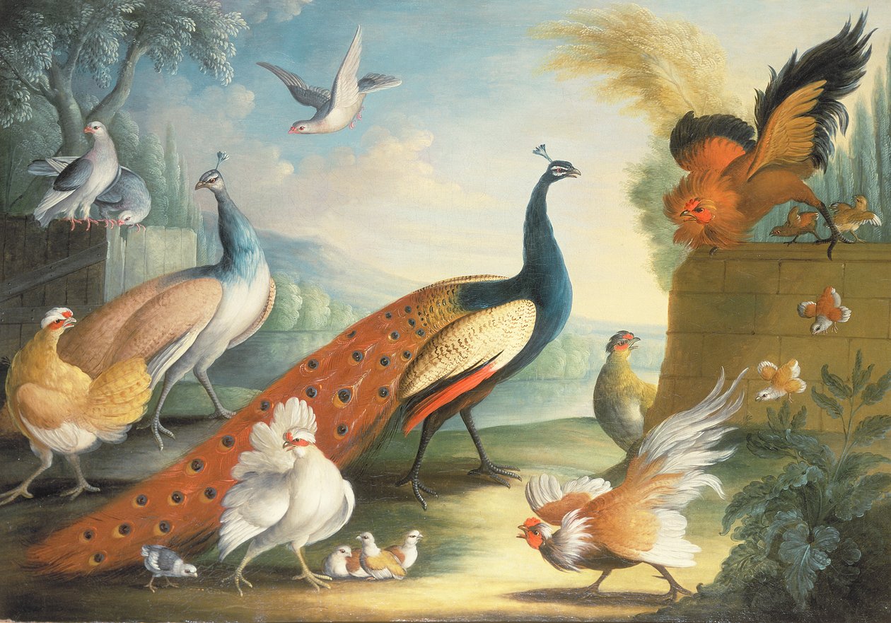 Two Peacocks, Doves, Chickens and a Rooster in a Parkland by Marmaduke Craddock