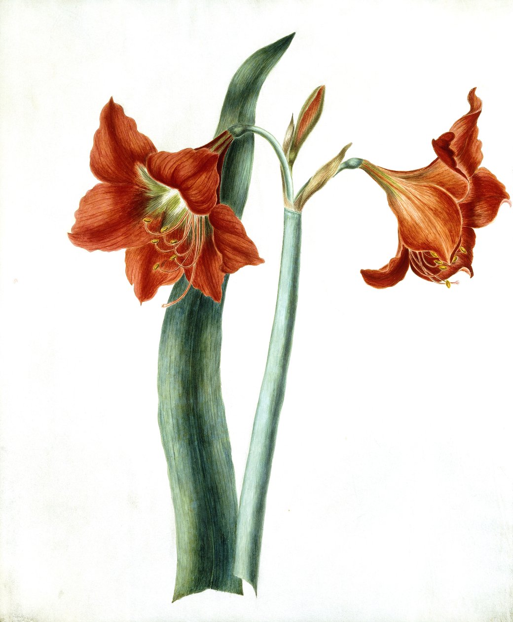 Amaryllis by Martha Tuthill