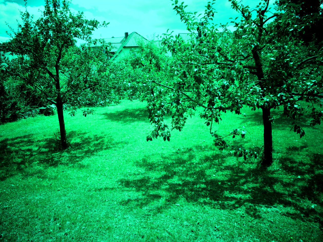 Apple Trees by Martina Konitzky
