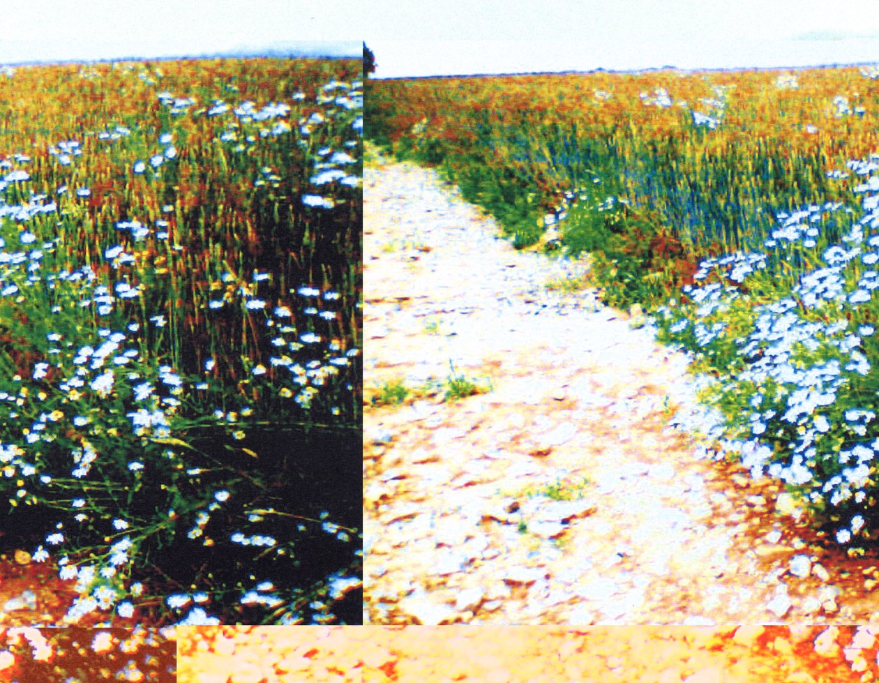 Field Path by Martina Konitzky