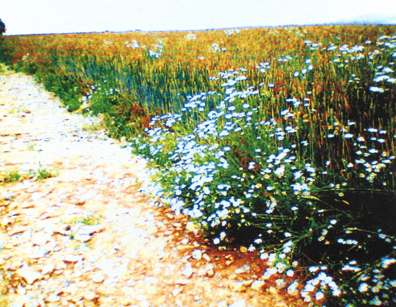 Field Path by Martina Konitzky
