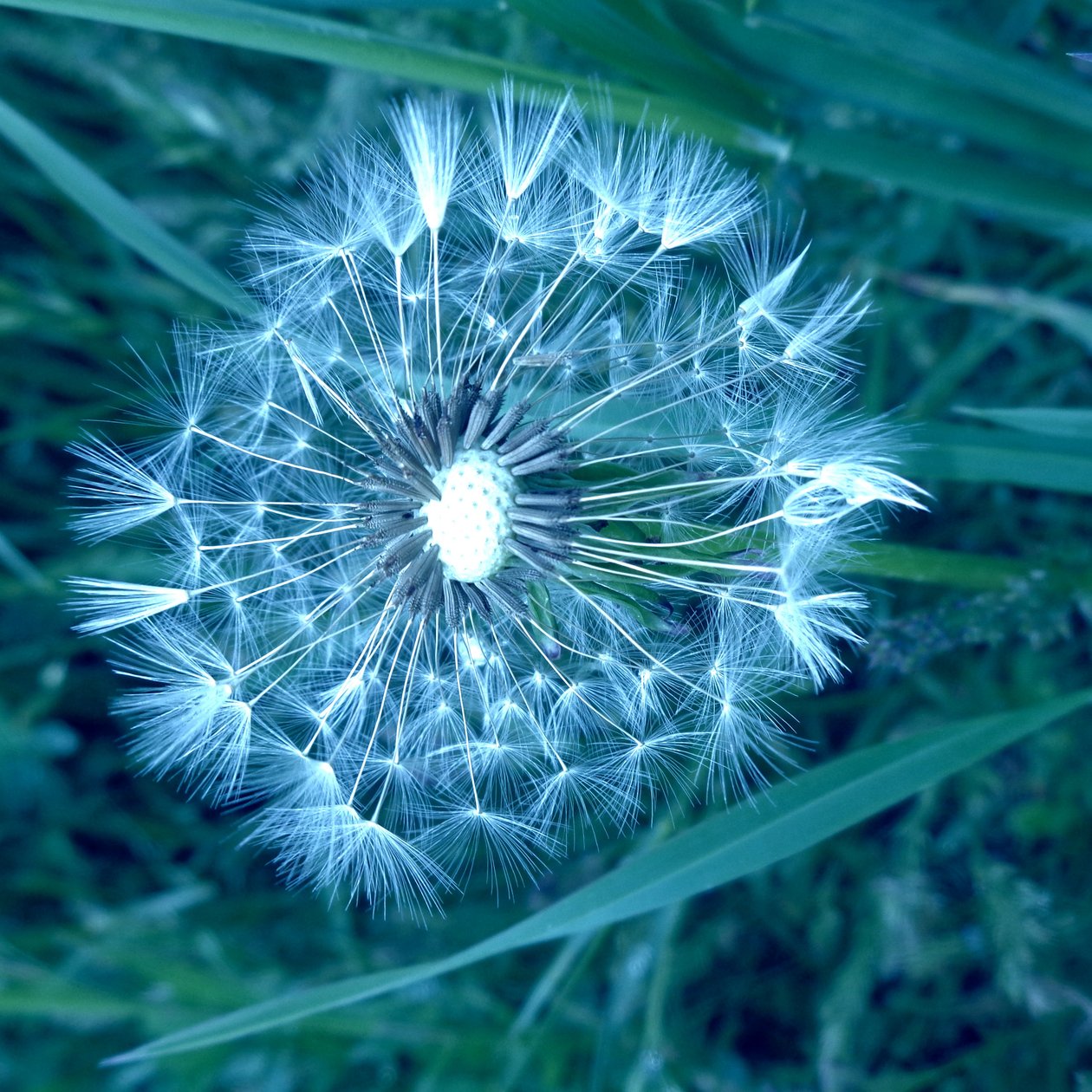 Dandelion by Martina Konitzky