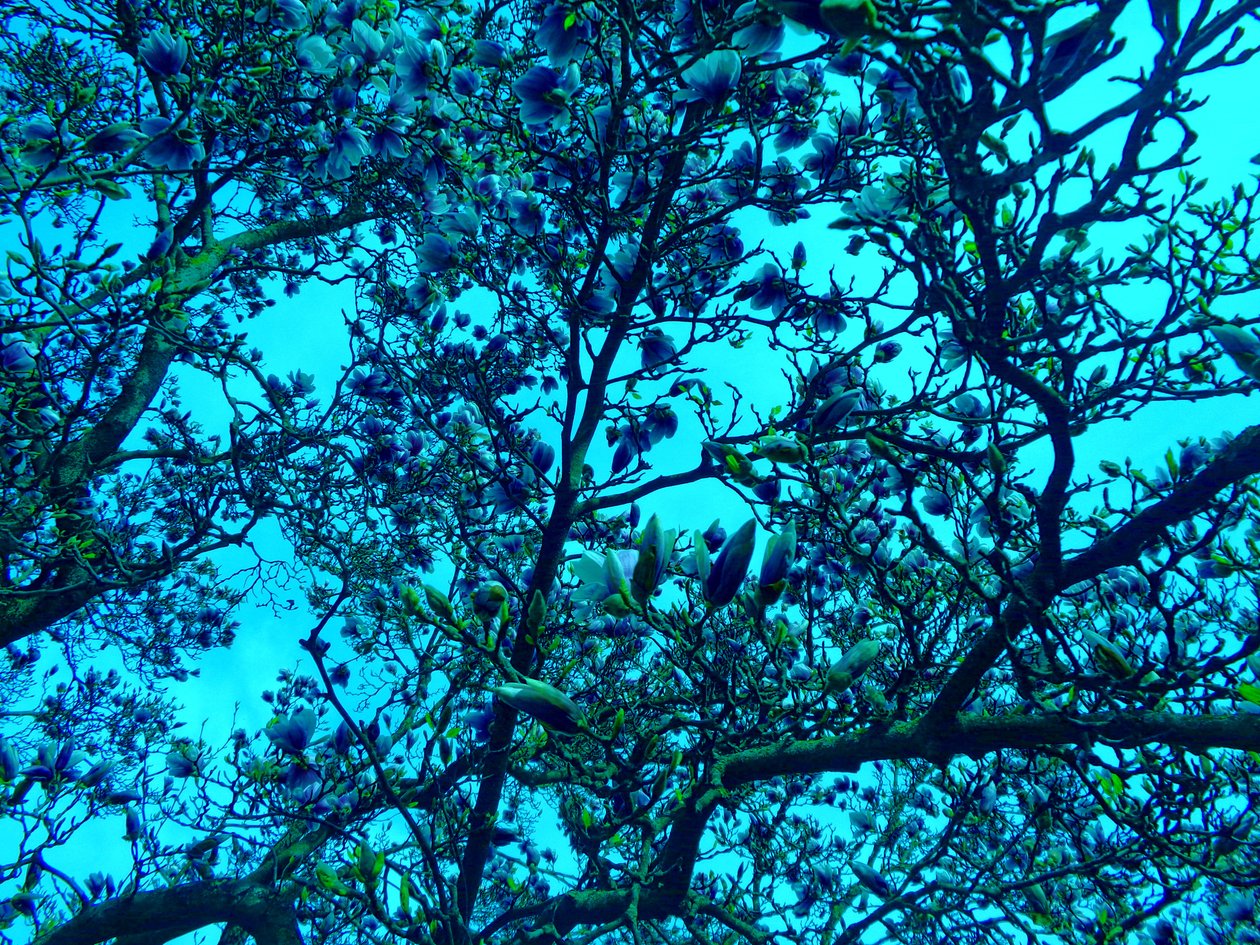 Blue Magnolias by Martina Konitzky