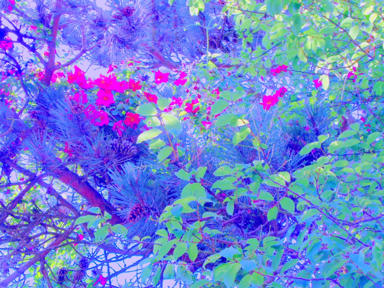 Plants by Martina Konitzky