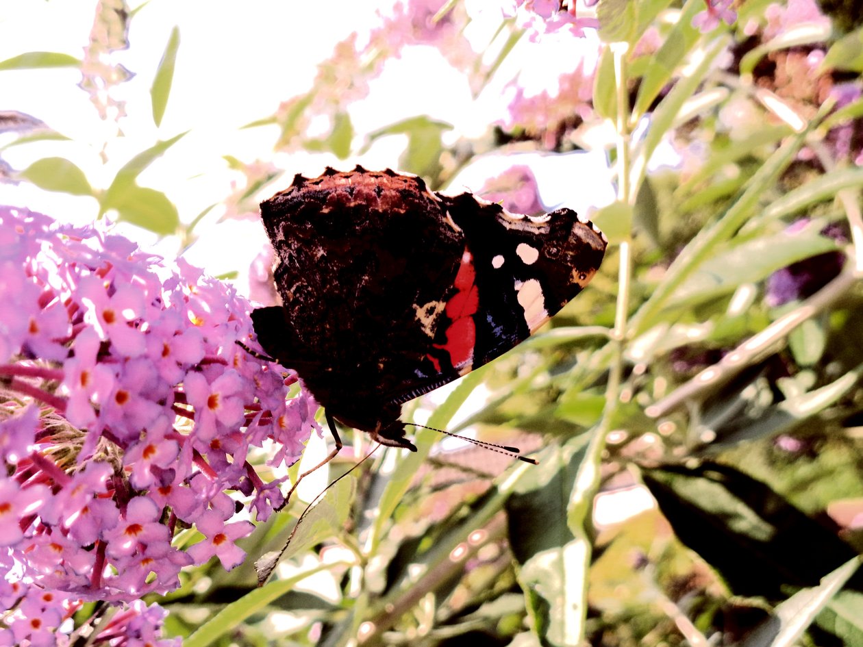 Butterfly by Martina Konitzky