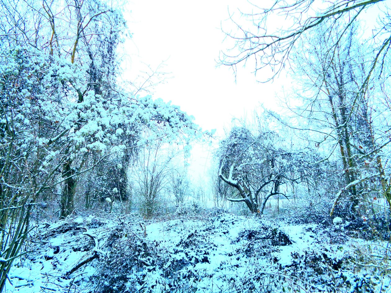 Winter Blue by Martina Konitzky