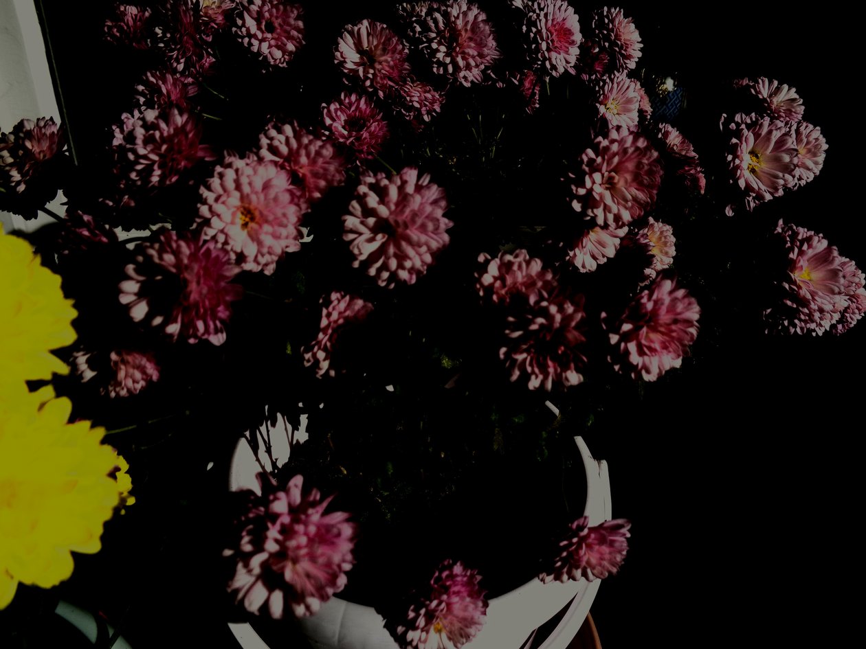 chrysanthemums5 by Martina Konitzky