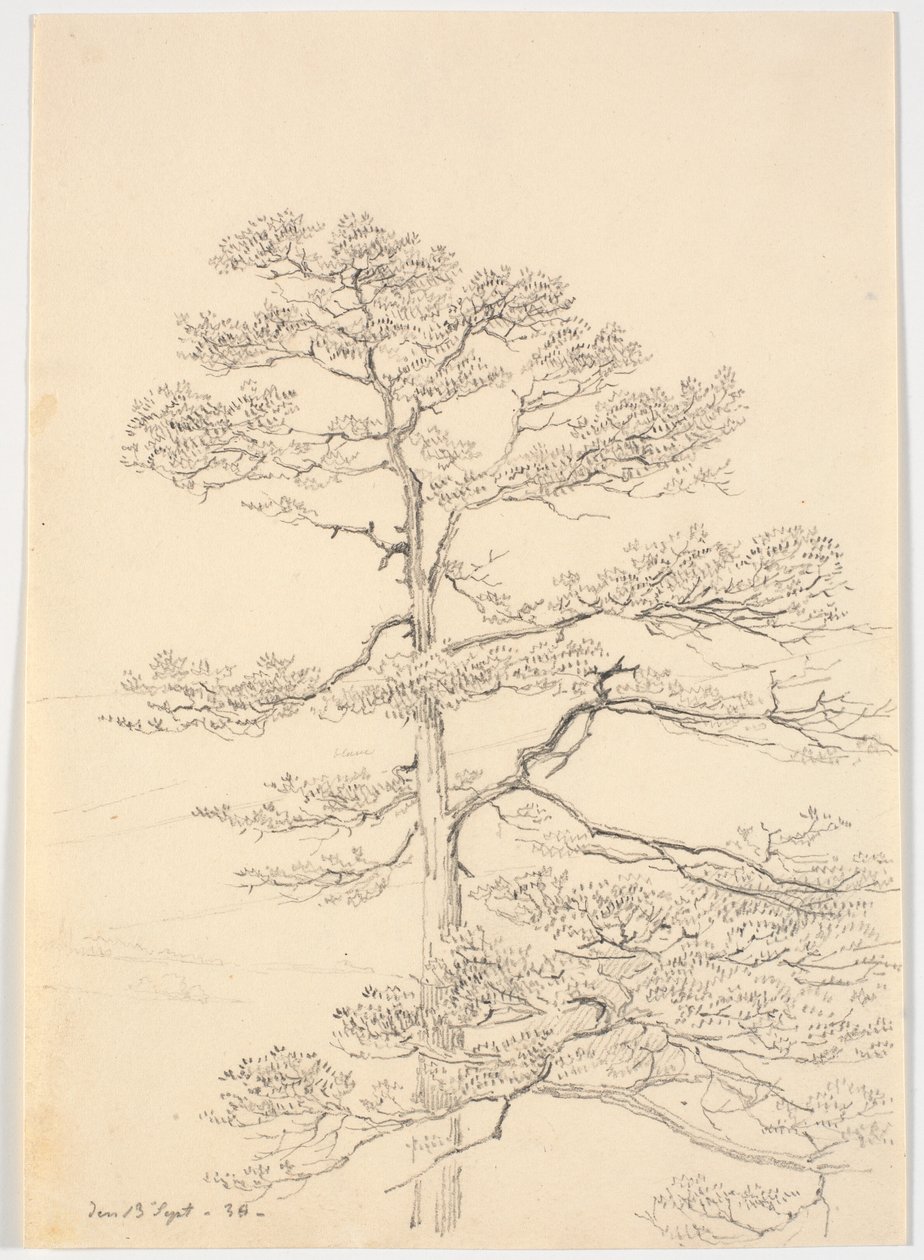 A Pine Tree by Martinus Rørbye