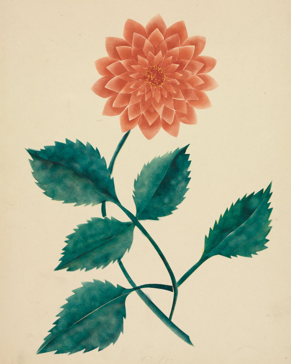 Dahlia by Mary Altha Nims