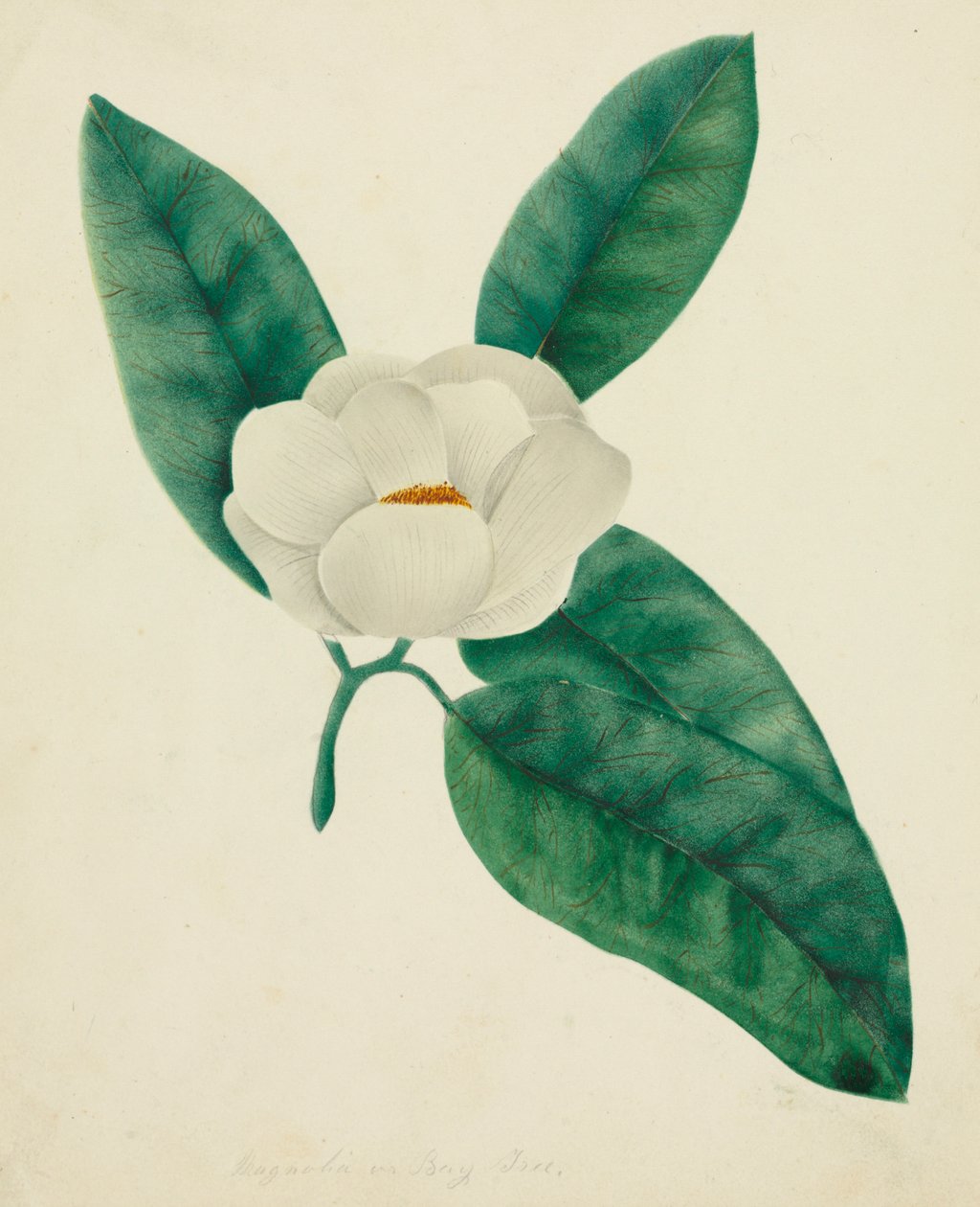 Magnolia by Mary Altha Nims