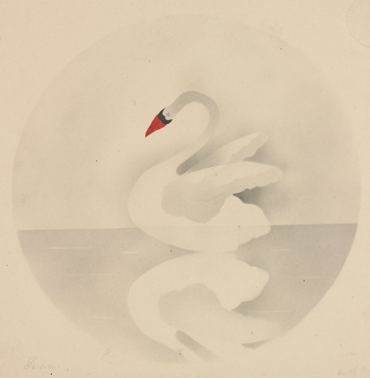 Swan by Mary Altha Nims