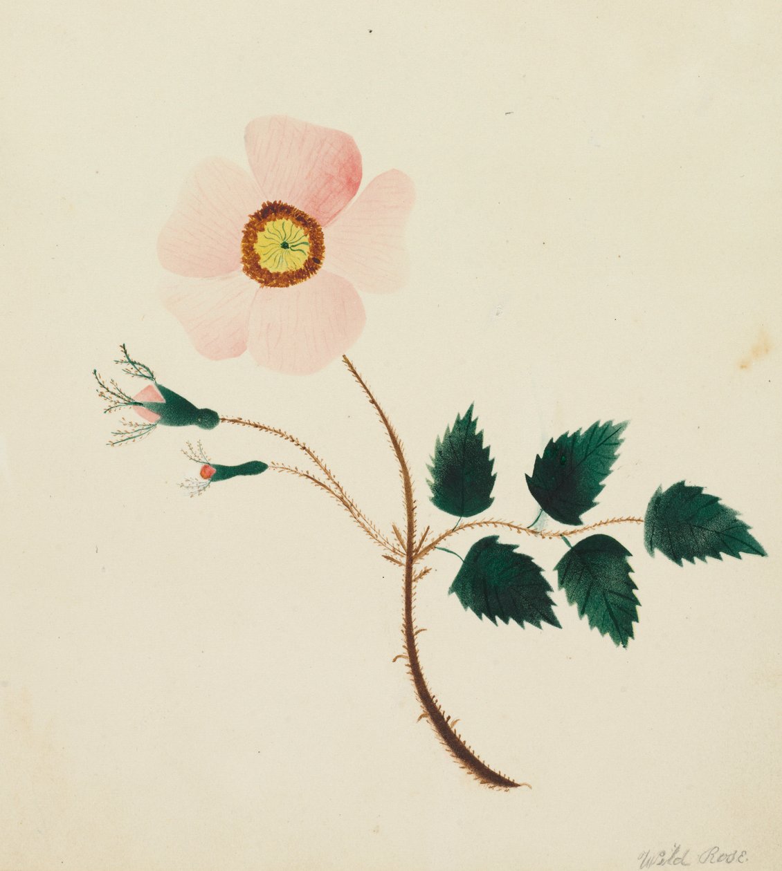 Wild Rose by Mary Altha Nims