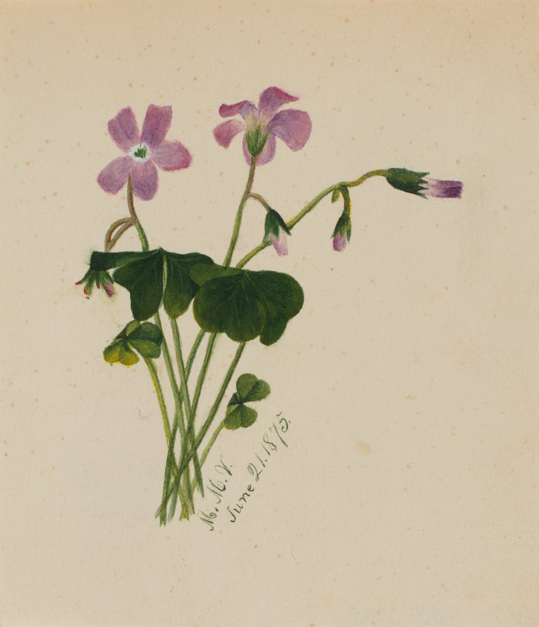Untitled by Mary Vaux Walcott