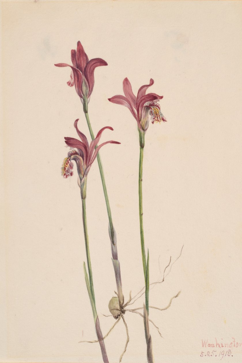 Arethusa, 1918 by Mary Vaux Walcott