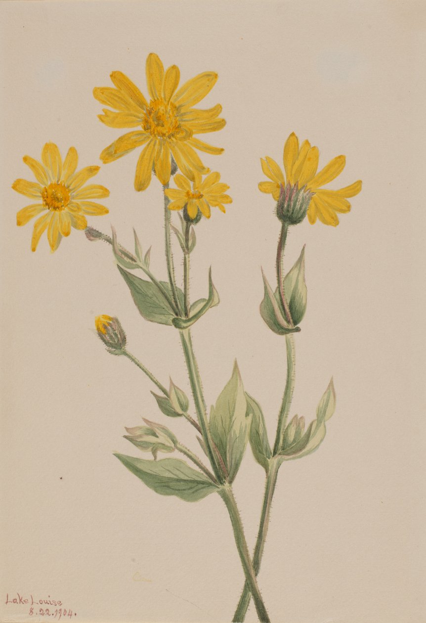 Arnica by Mary Vaux Walcott