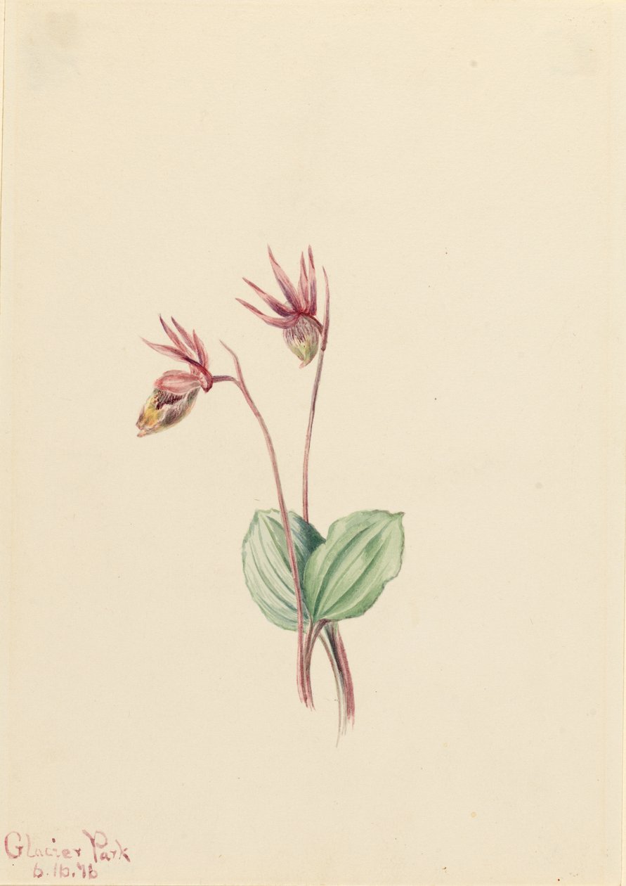 Calypso by Mary Vaux Walcott