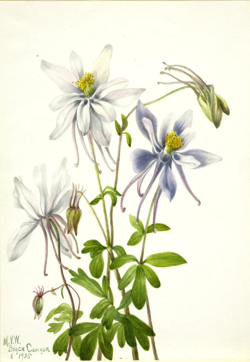 Columbine by Mary Vaux Walcott