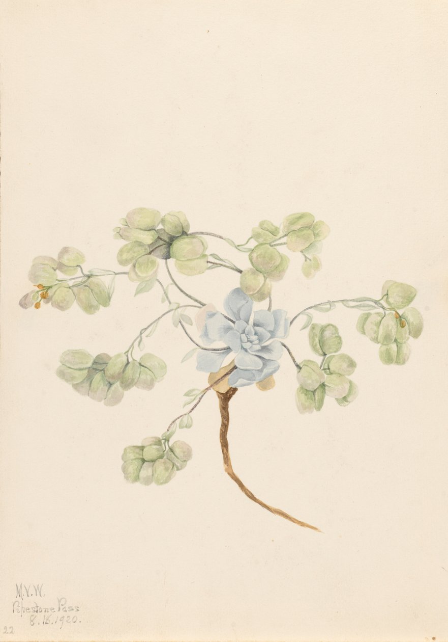 Double Bladderpod Physaria didymocarpa by Mary Vaux Walcott