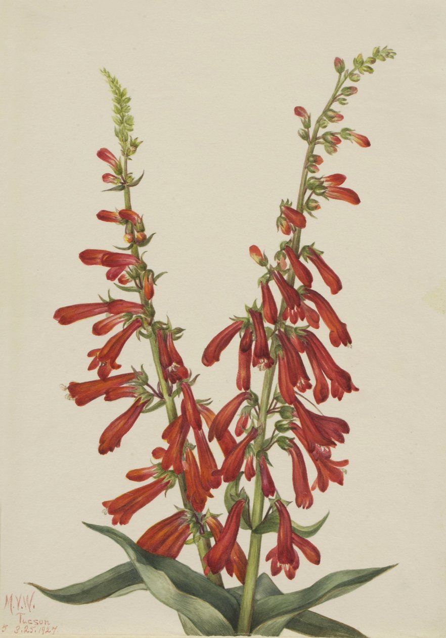 Fire Pentstemon by Mary Vaux Walcott