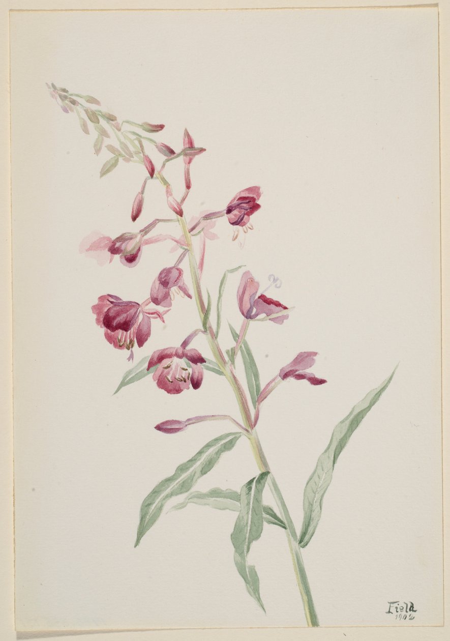 Fireweed by Mary Vaux Walcott