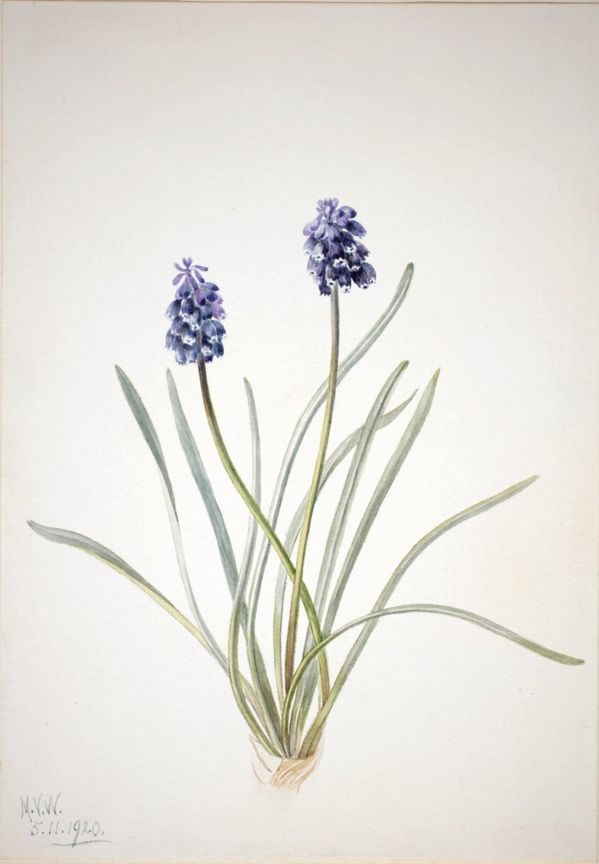Grape Hyacinth by Mary Vaux Walcott