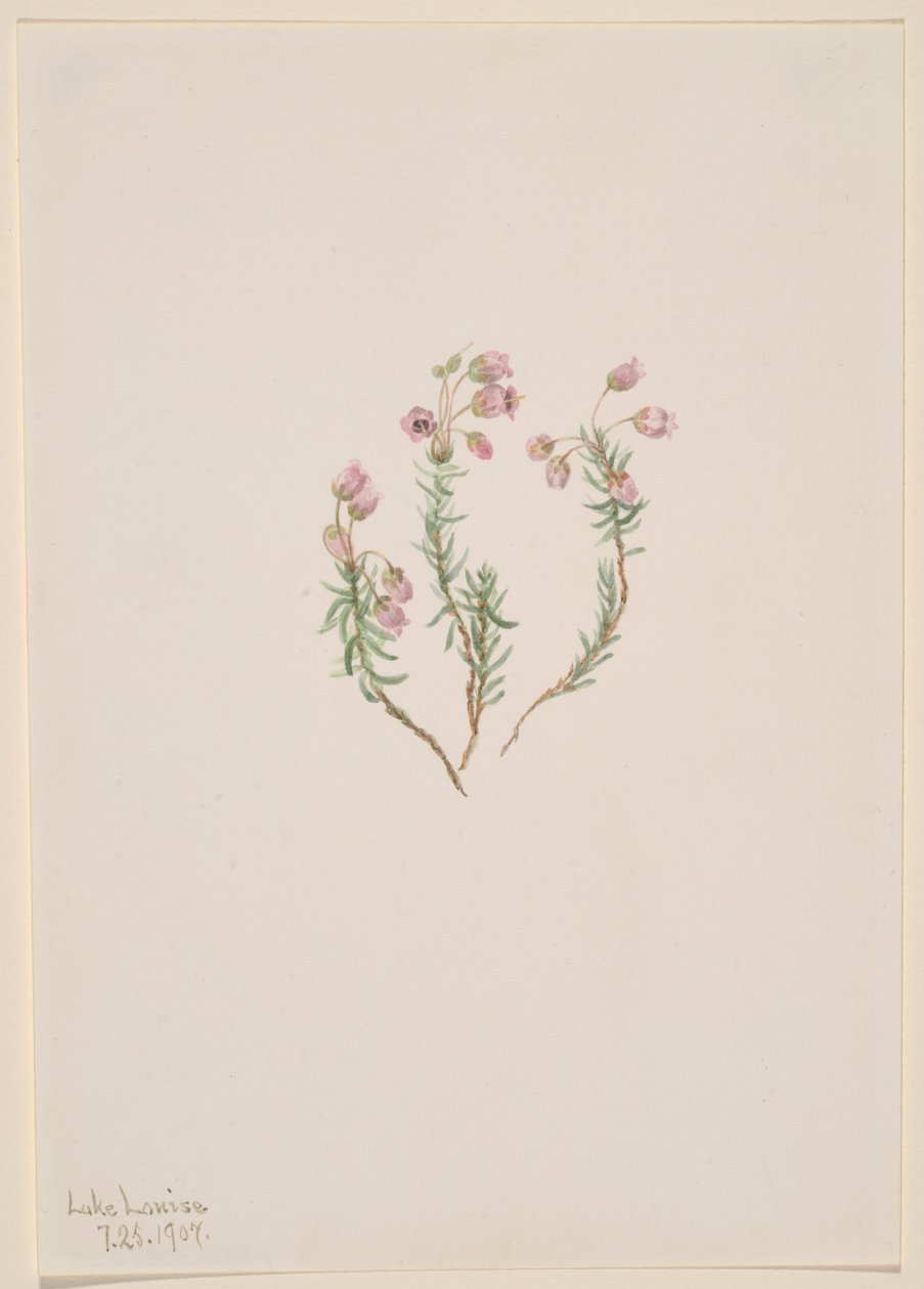 Heather by Mary Vaux Walcott