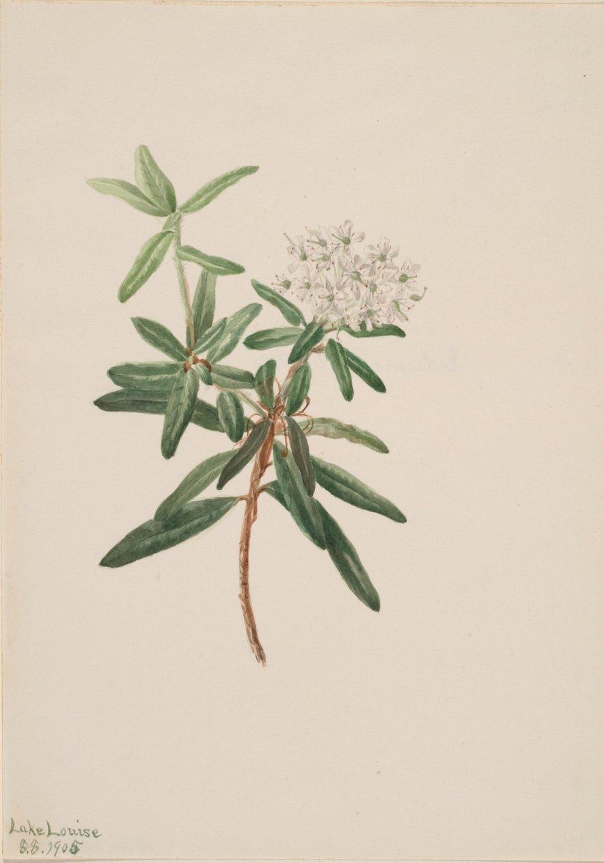 Labrador Tea by Mary Vaux Walcott