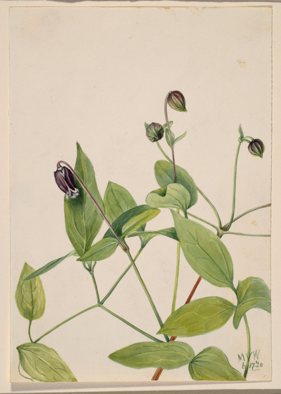 Leather Flower Clematis Viorna, 1920 by Mary Vaux Walcott