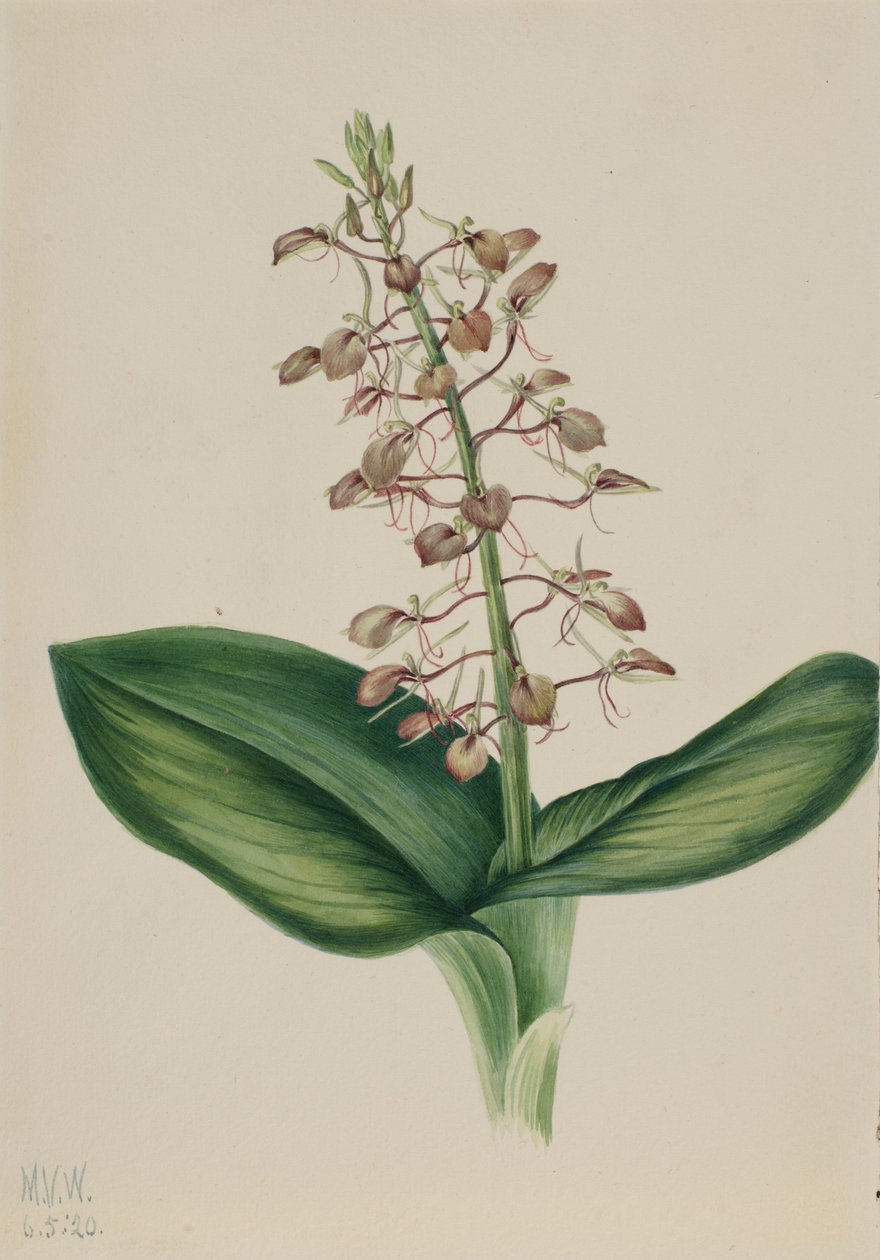 Lily Twayblade by Mary Vaux Walcott