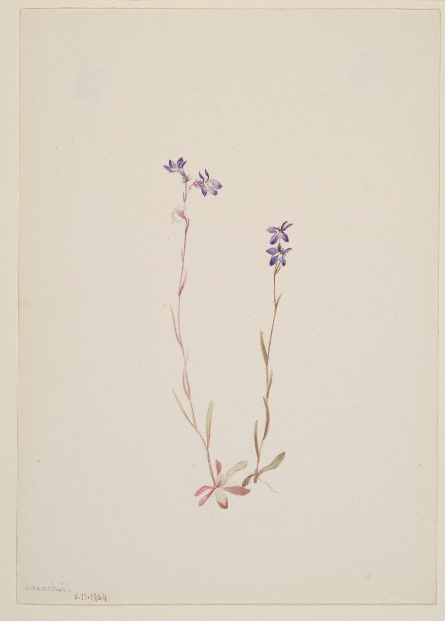 Lobelia Kalmii by Mary Vaux Walcott