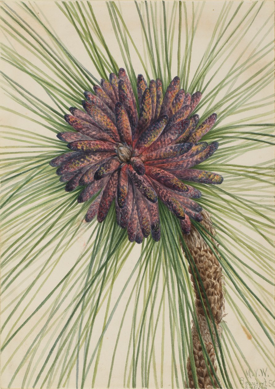 Longleaf Pine by Mary Vaux Walcott